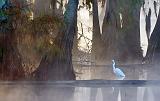 Egret In Lake Martin_26207